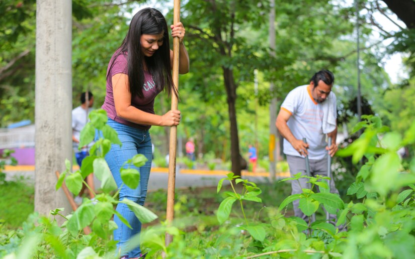 reforestacion